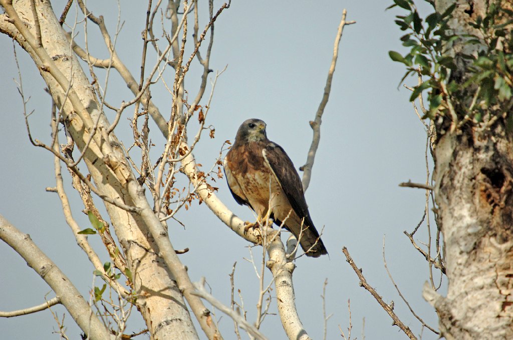 Hawk, Swainson's, 2006-08113225 Alamosa area, Colorado.JPG - Swainson's Hawk, Alamosa area, SW Colorado, 8-2006